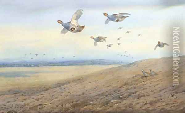 Partridge in flight 2 Oil Painting - Archibald Thorburn