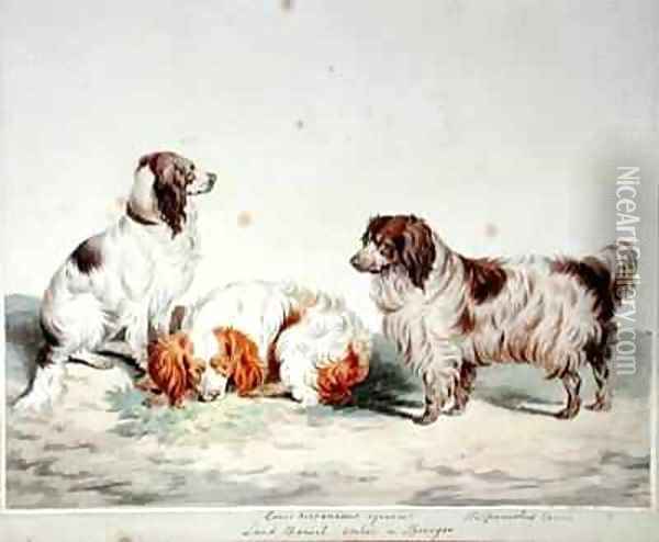 Land Spaniel Cocker or Springer Oil Painting - Sydenham Teast Edwards