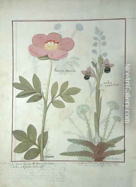 Paeonia or Peony, and Orchis myanthos, illustration from The Book of Simple Medicines by Mattheaus Platearius d.c.1161 c.1470 Oil Painting - Robinet Testard