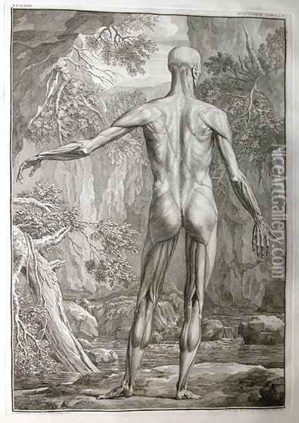 Albinus I, Tab. V: Musculature, illustration from 'Tabulae sceleti et musculorum corporis humani', by Bernhard Siegfried Albinus (1697-1770), published by J.&H. Verbeek, bibliop., Leiden, 1740 Oil Painting - Jan Wandelaar