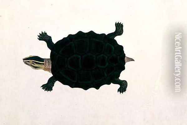Land Tortoise, Koora Koora, from 'Drawings of Animals, Insects and Reptiles from Malacca', c.1805-18 Oil Painting - Anonymous Artist
