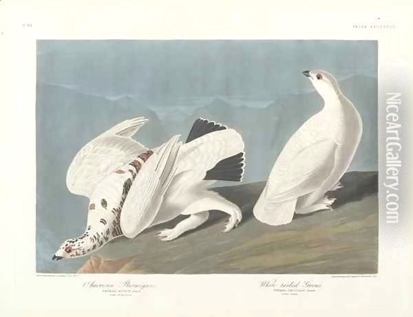 American Ptarmigan, White-tailed Grous Oil Painting - John James Audubon