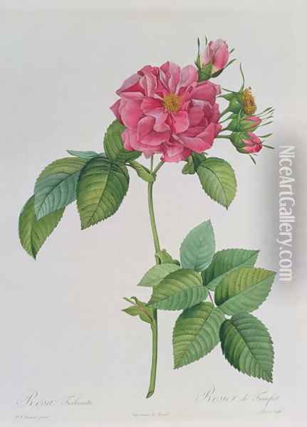 Rosa Turbinata, from Les Roses, Vol 1, 1817 Oil Painting - Pierre-Joseph Redoute
