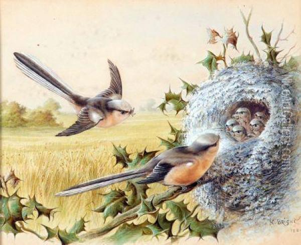 Long Tailed Tits By Their Nest Oil Painting - Harry Bright