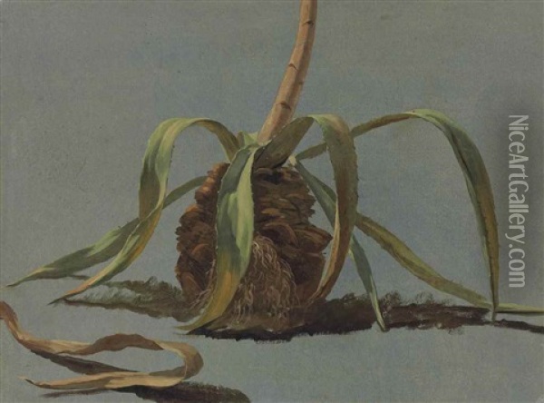 Study Of An Aloe Oil Painting - Simon-Joseph-Alexandre Clement Denis