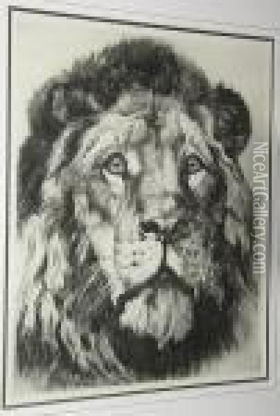 Large Study Of A Lion's Head Oil Painting - Herbert Thomas Dicksee