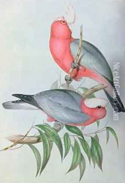 Birds of Asia Oil Painting - John Gould
