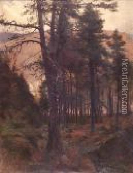 A Deeside Pine Wood Oil Painting - Joseph Farquharson