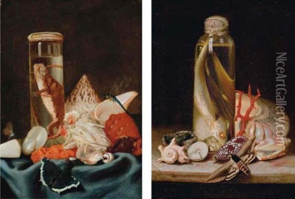 Shells, Butterflies, Insects And A Lizard In A Jar, On A Partly-draped Table Oil Painting - Etienne Moulineuf