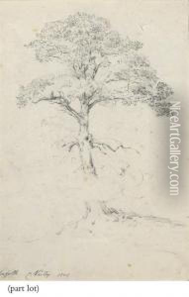 Studies Of A Scots Pine And A Copse Of Elms Oil Painting - Cornelius Varley