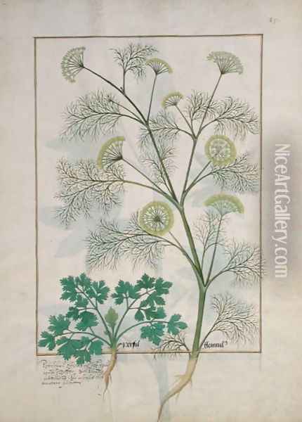 Parsley and Fennel, Illustration from the Book of Simple Medicines by Mattheaus Platearius d.c.1161 c.1470 Oil Painting - Robinet Testard
