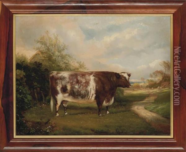 A Short-horn Bull In A Landscape Oil Painting - Maxim Gauci