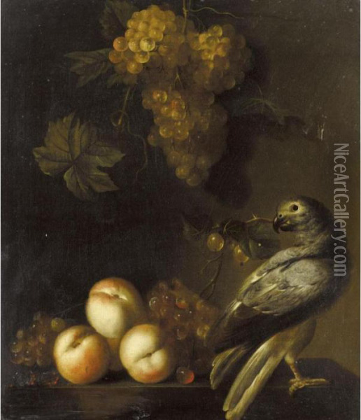 A Still Life Of Grapes And Peaches With An African-grey Parrot Oil Painting - Barend or Bernardus van der Meer