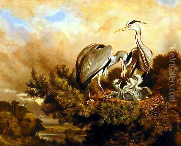 Heron Feeding Their Young In A Pine Tree, 1889 Oil Painting - Samuel John Carter