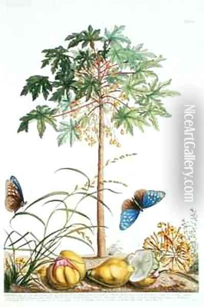 Pawpaw Tree 2 Oil Painting - Georg Dionysius Ehret