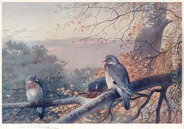 Wood Pigeons in Beech Tree Oil Painting - Archibald Thorburn