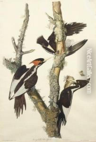 Ivory-billed Woodpecker (plate Lxvi)
Picus Principalis Oil Painting - Robert I Havell