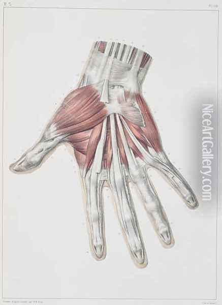 Musculature of the hand Oil Painting - Nicolas Henri Jacob