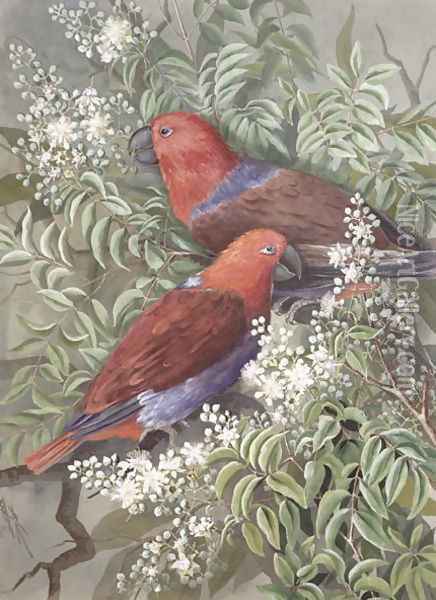 Eclectus parrot, 1917 Oil Painting - Marian Ellis Rowan
