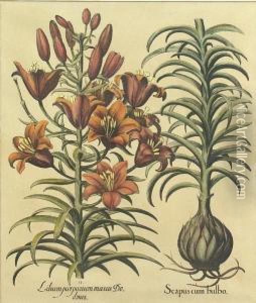 2 Botanical Etchings Oil Painting - Basilius Besler