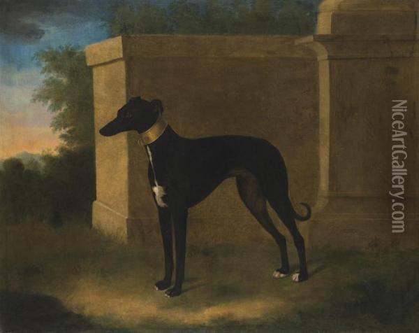 Portrait Of A Greyhound, Called Pompon Oil Painting - John Wootton
