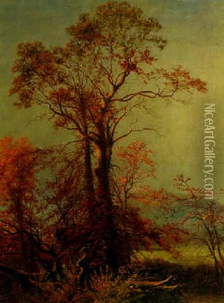 Trees In A Landscape Oil Painting - Edward Moran