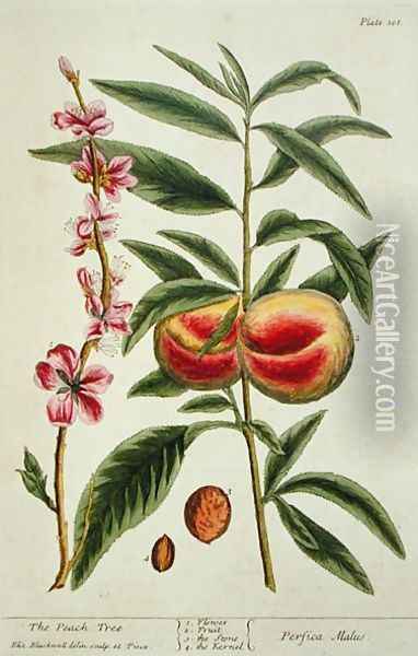 The Peach Tree, plate 101 from 'A Curious Herbal', published 1782 Oil Painting - Elizabeth Blackwell