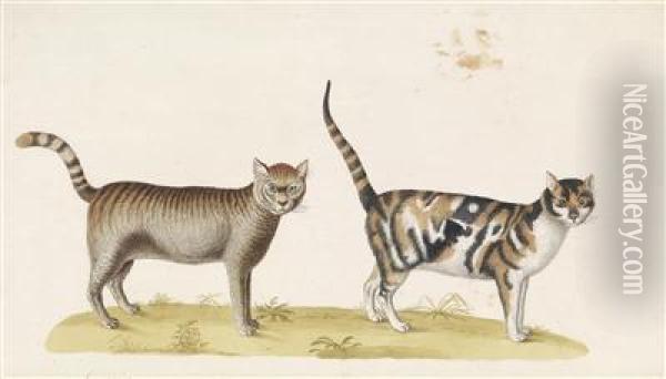 Wilde Katze Oil Painting - Franz Anton von Scheidel