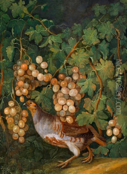 Ein Perlhuhn Unter Weinstocken Oil Painting - Franz Michael Sigmund von Purgau