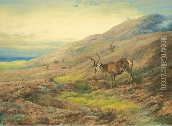 In The Highlands, Red Stag Mobbed By A Pair Of Peregrines Oil Painting - Archibald Thorburn