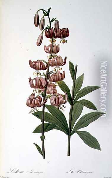 Lilium Martagon, from Les Liliacees, 1806 Oil Painting - Pierre-Joseph Redoute