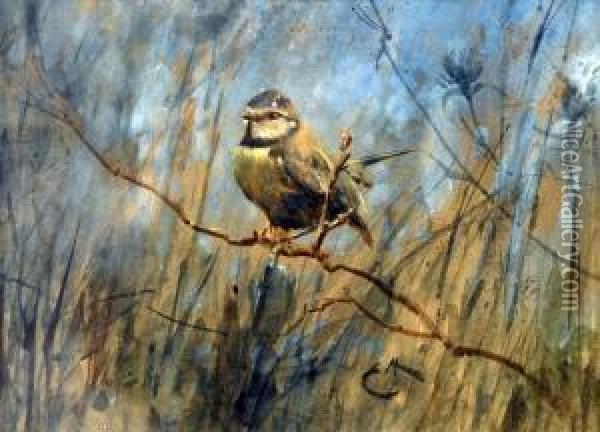 Blue Tit On A Branch Oil Painting - Edwin John Alexander