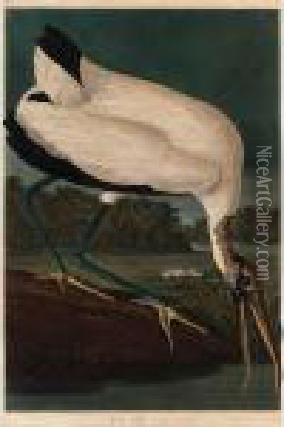 Wood Ibiss (plate Ccxvi) Oil Painting - John James Audubon