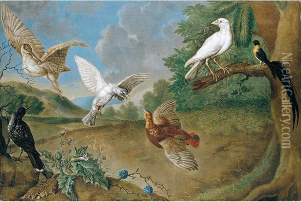 A Landscape With A Woodcock, Partridge, Bird Of Paradise And Other Birds Oil Painting - Carl Adolph