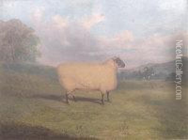 A Prize Sheep Oil Painting - Richard Whitford