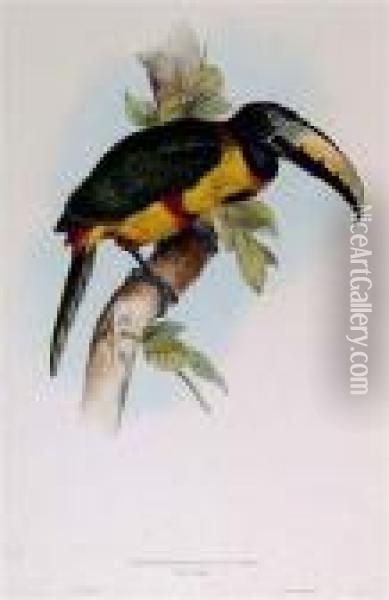 Pteroglossus Regalis Oil Painting - Edward Lear