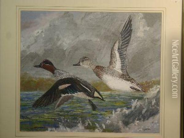 Two Ducks Taking Flight Oil Painting - Charles Ogilvy
