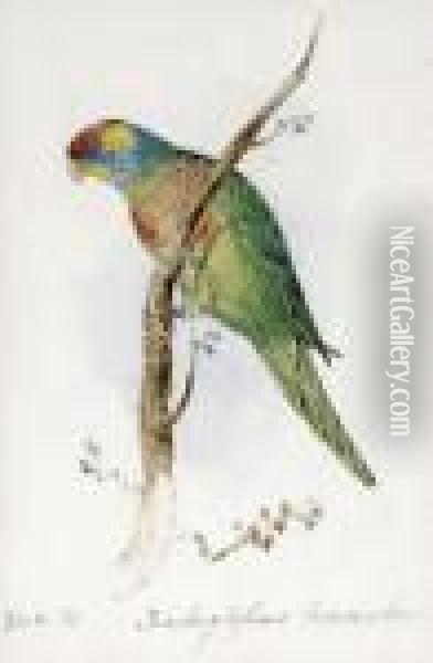 A Great Green Macaw, Macrocercus
 Militaris, An Illustration For Sirwilliam Jardine's The Naturalist's 
Library Oil Painting - Edward Lear