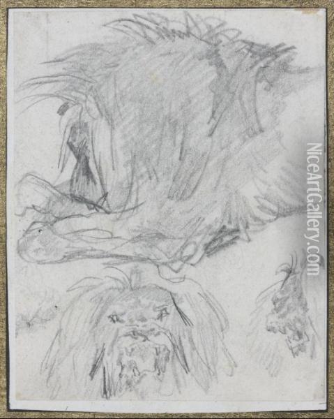 Etudes De Lion Oil Painting - Theodore Gericault