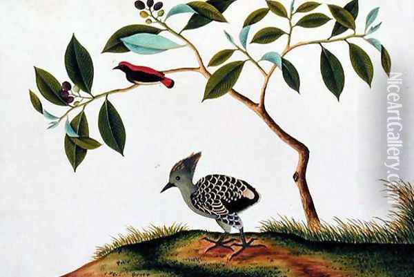 Sepah Pootrie, from 'Drawings of Birds from Malacca', c.1805-18 Oil Painting - Anonymous Artist