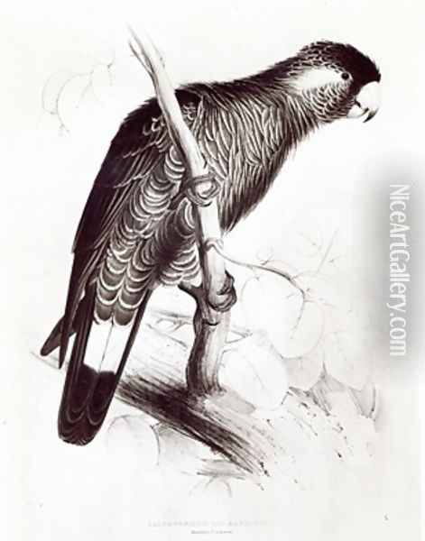 Calyptorhynchus Baudinii or Baudins Cockatoo Oil Painting - Edward Lear