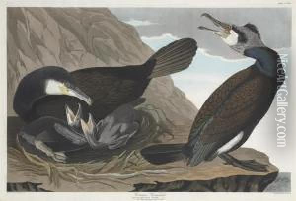 Phalacrocorax Carbo Oil Painting - Robert Ii Havell