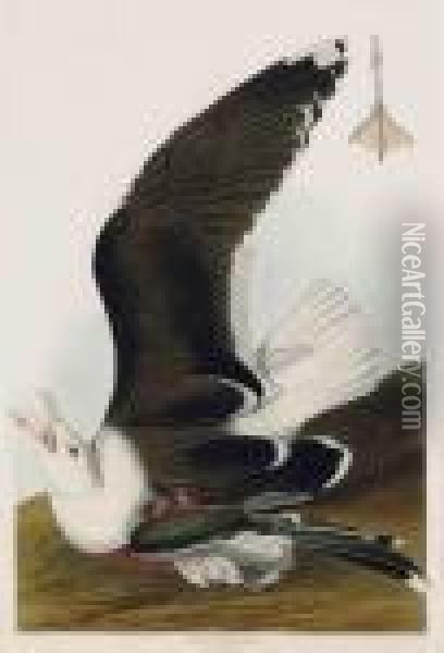 Black Backed Gull Oil Painting - John James Audubon