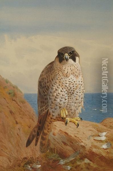 Peregrine Falcon Oil Painting - Archibald Thorburn