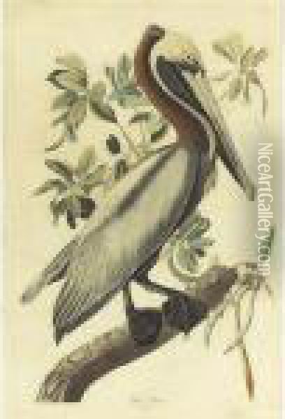 Brown Pelican (plate 251) Oil Painting - John James Audubon