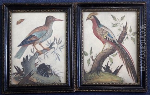 Studies Of Exotic Birds (2 Works) Oil Painting - Samuel Dixon