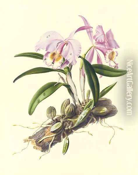 Orchidaceae Cattleya mossiae Oil Painting - Augusta Innes Withers