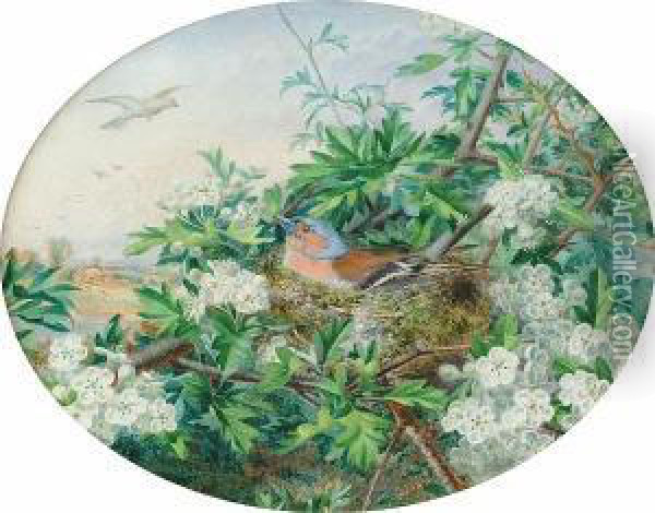 A Chaffinch Nesting In Apple Blossom Oil Painting - John Sowden