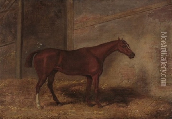 Pferd In Seiner Box Oil Painting - Abraham Cooper
