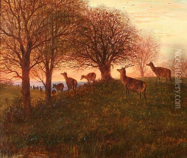 Deer In Wooded Landscape Oil Painting - William Snr Luker